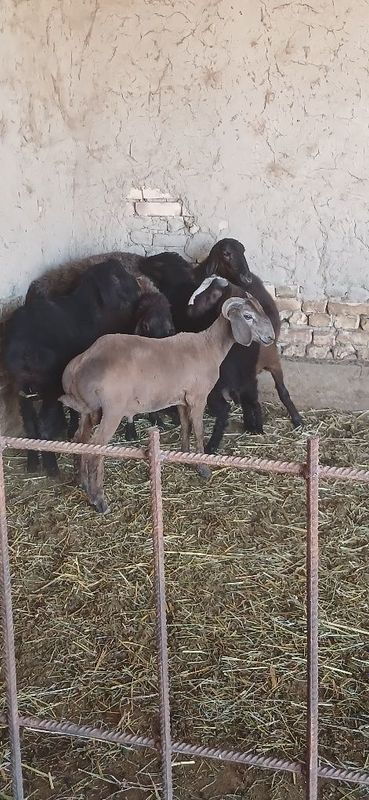Qochqor sotiladi