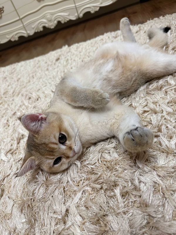 мушук Британская короткошерстная