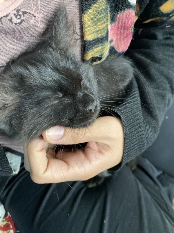 Mushuk bolasi tekinga