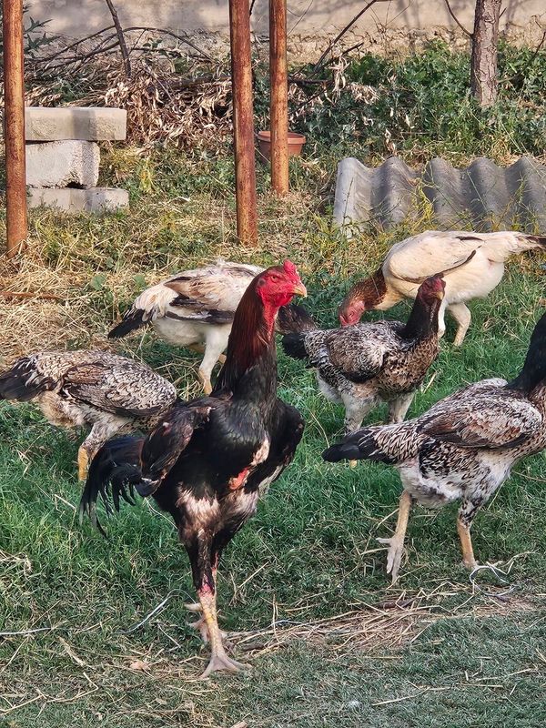 Dakan xo'roz tovuqlar sotiladi Dakan xo'roz tovuqlar sotiladi