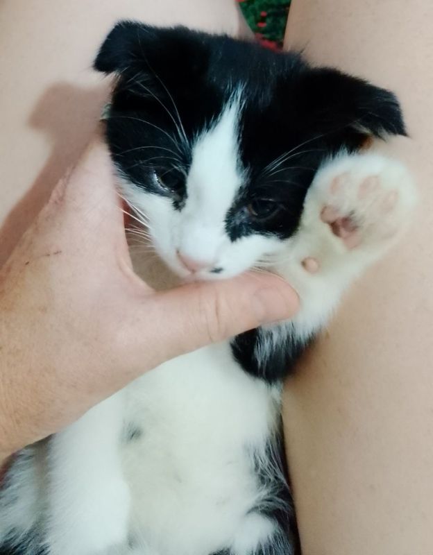 Скотишфолд котята игривые очень,один мальчик одна девочка