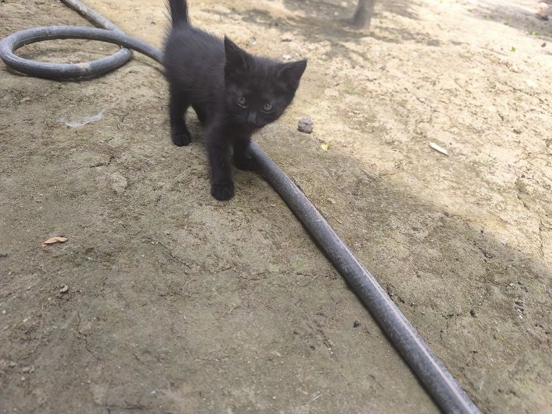 Котёнок миленький ищет хозяина. Мушикча боласи Сизни кутвотти. Котёнок миленький ищет хозяина. Мушикча боласи Сизни кутвотти.