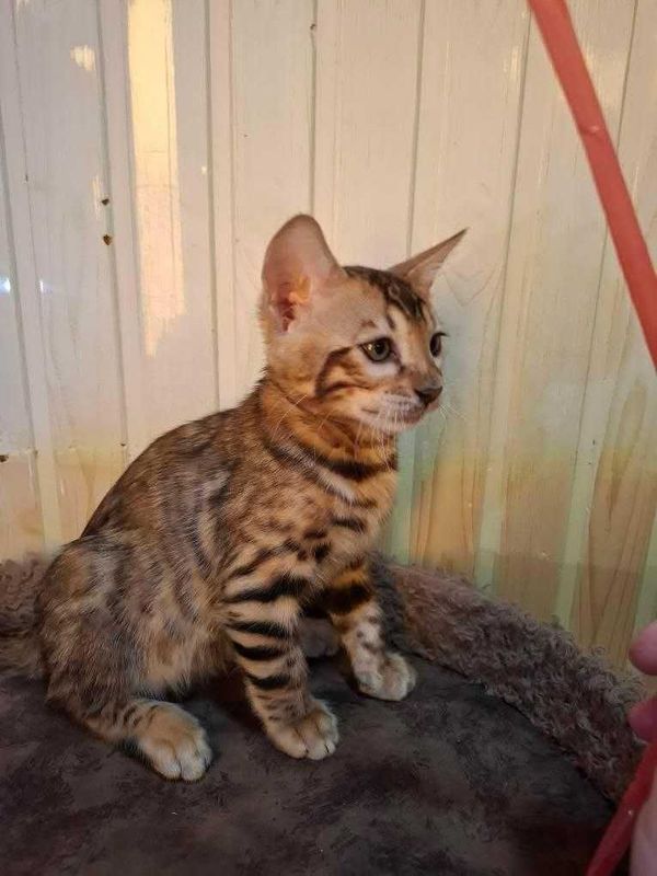 Бенгальский мальчик Бенгальский мальчик