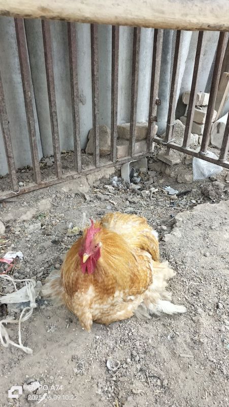 Yapon xoroz choynak Yapon xoroz choynak