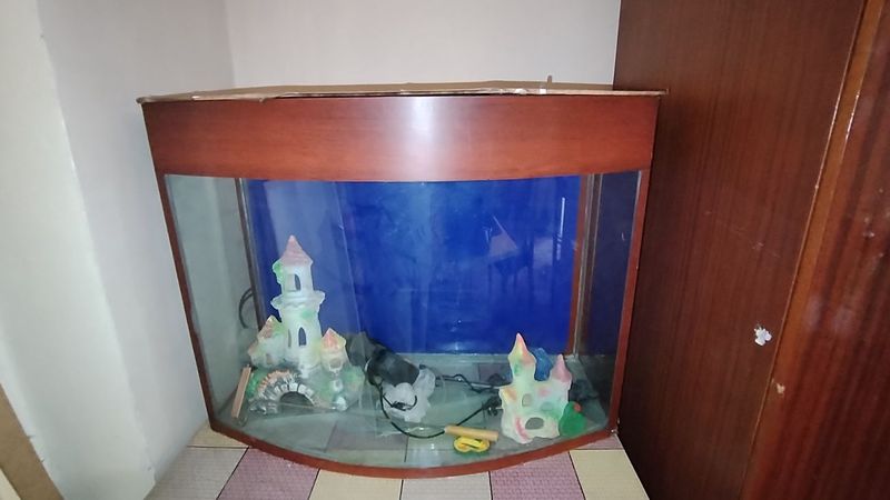 Akvarium kotta, yaxshi holatda Akvarium kotta, yaxshi holatda