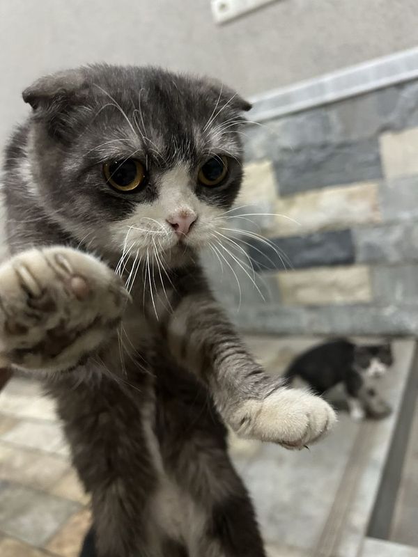 mushi boladi sotladi qiz ogil