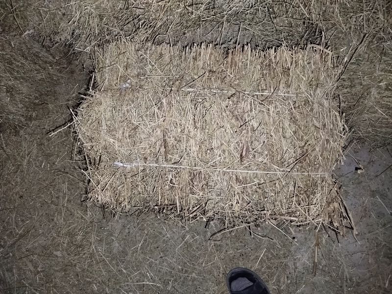 Беда сотилади 300 та