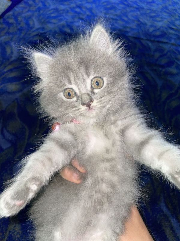 Mushuk sotiladi scottish fold Mushuk sotiladi scottish fold
