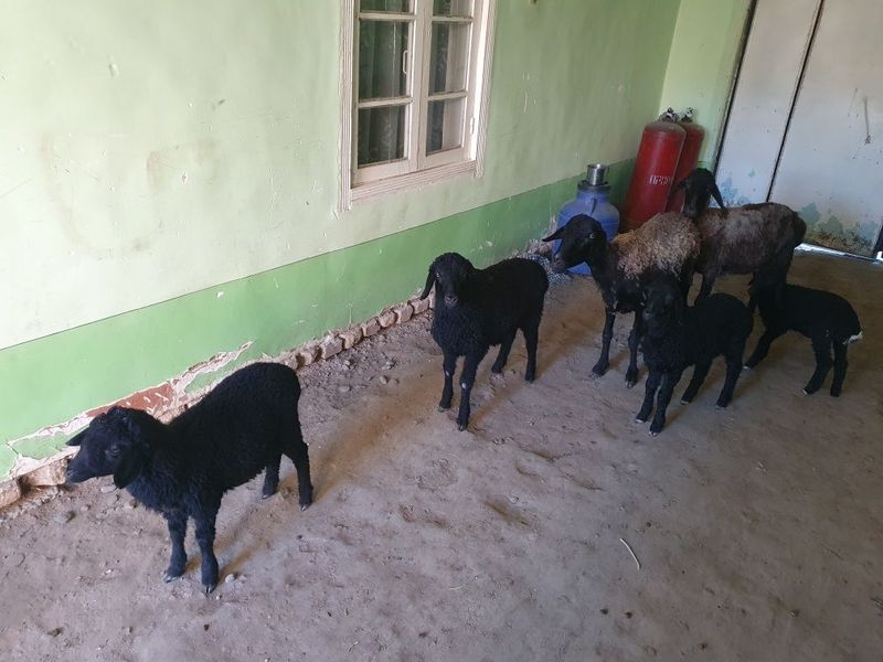 2ta egizak tuqqan quyla sotiladi jami 6 ta Shofirkonda 2ta egizak tuqqan quyla sotiladi jami 6 ta Shofirkonda