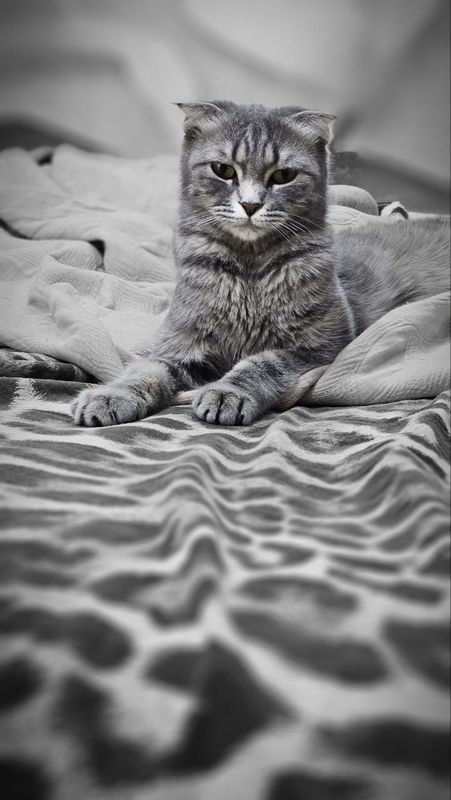 Продаётся веслоухая кошка