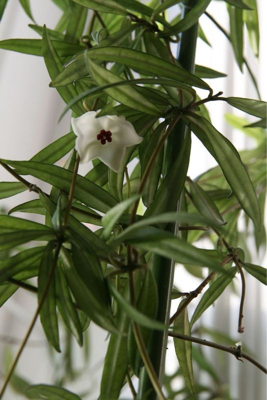Хойя пауцифлора Hoya pauciflora