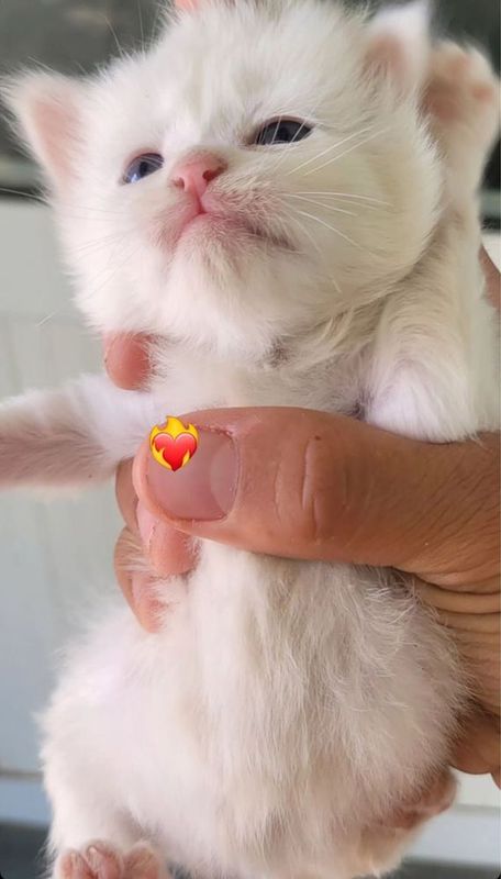 Bu Oq mushug ismi Milaya 1 oylig Onasiyam oq erkak Bu Oq mushug ismi Milaya 1 oylig Onasiyam oq erkak