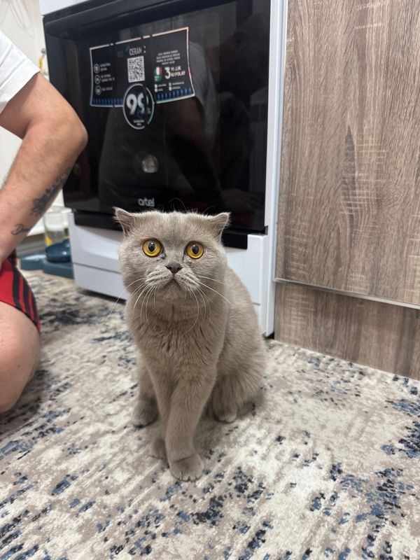 ВЯСКА британский вислоухий кот ВЯСКА британский вислоухий кот