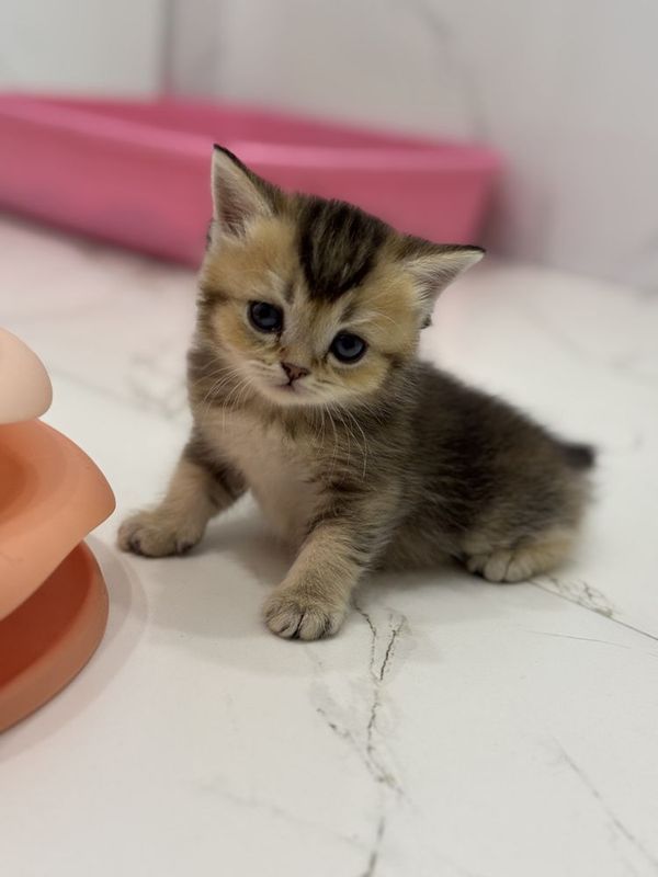 Котенок скоттиш страйт Котенок скоттиш страйт