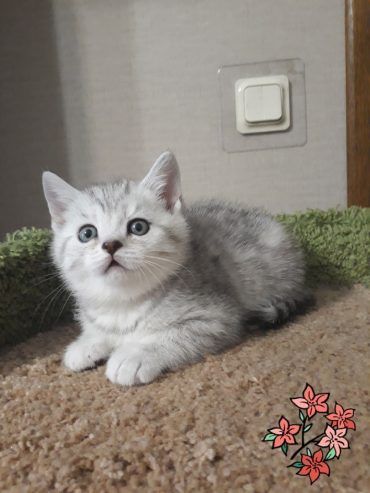 Британка серебристая шиншилла