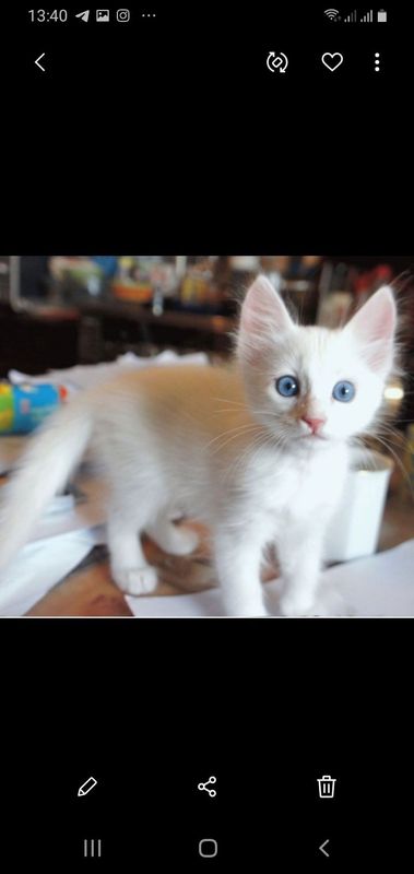 Пристраивается котёнок девочка Пристраивается котёнок девочка