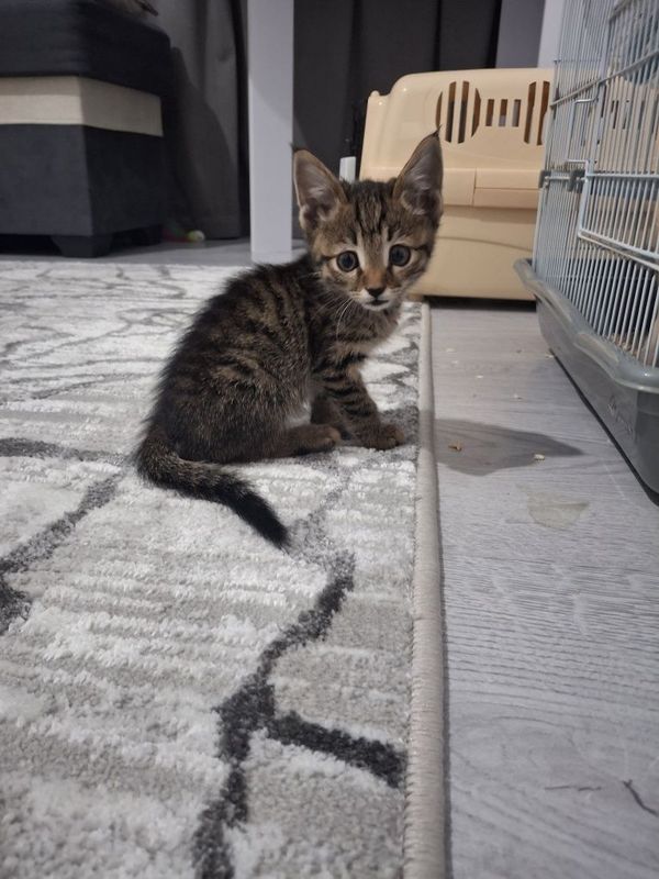 Отдам котёнка в добрые руки. Отдам котёнка в добрые руки.