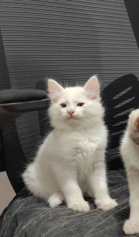 Продам котят от ангоры Продам котят от ангоры
