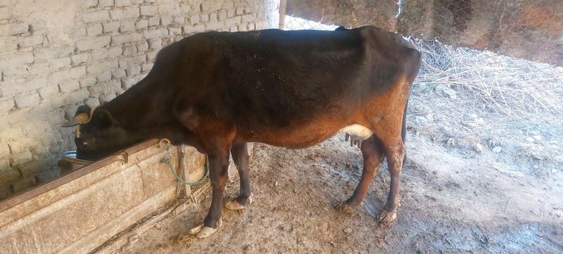 Ona bacha mol bugoz