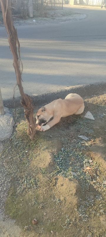 Прадаётся чистокровный Львович алабай с вольером