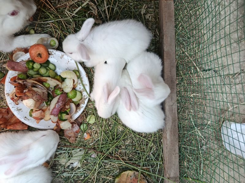 Bir oylik quyon bolalari kere bosa