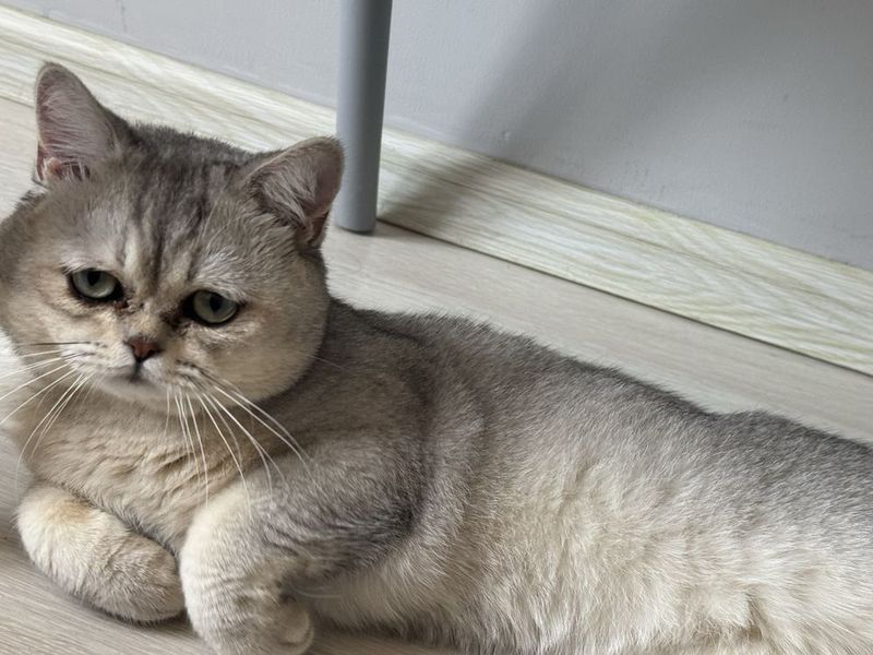 Кот Британская шиншилла Кот Британская шиншилла