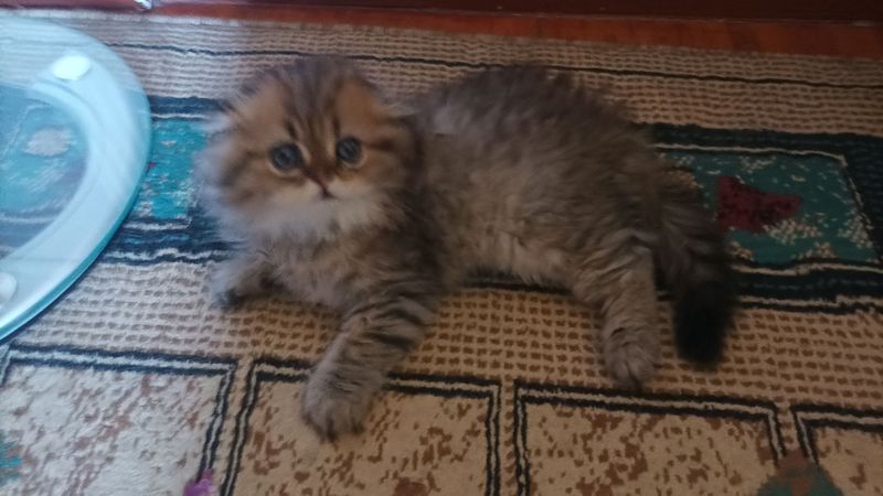 Продается котенок Шотландской шиншиллы. 3 месяца Продается котенок Шотландской шиншиллы. 3 месяца