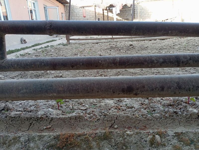 Turba sotilad oltin tepada parnink duganik