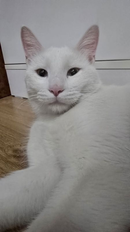 Белый кот в хорошие руки Белый кот в хорошие руки