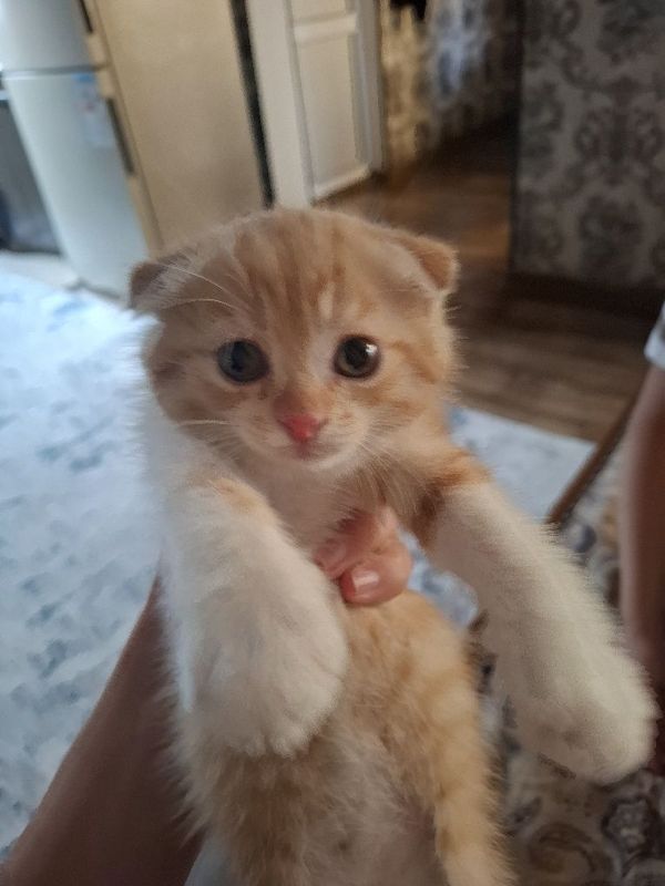 Котенок "Скоттиш" Котенок "Скоттиш"