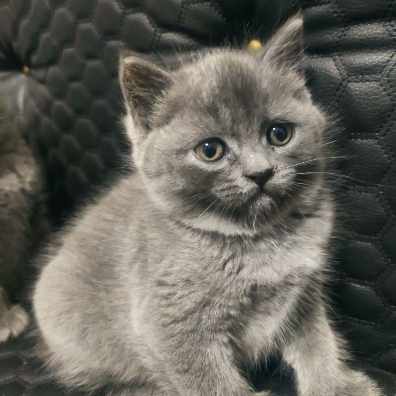 Продаютса кошки в харошие руки Продаютса кошки в харошие руки