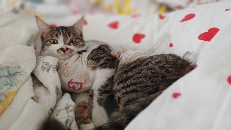 Sterilizatsiya qilingan mushuk hadya qilaman Sterilizatsiya qilingan mushuk hadya qilaman