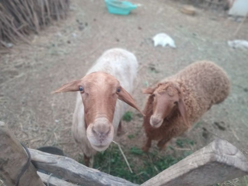 Qoylar sotiladi . Qoylar sotiladi .