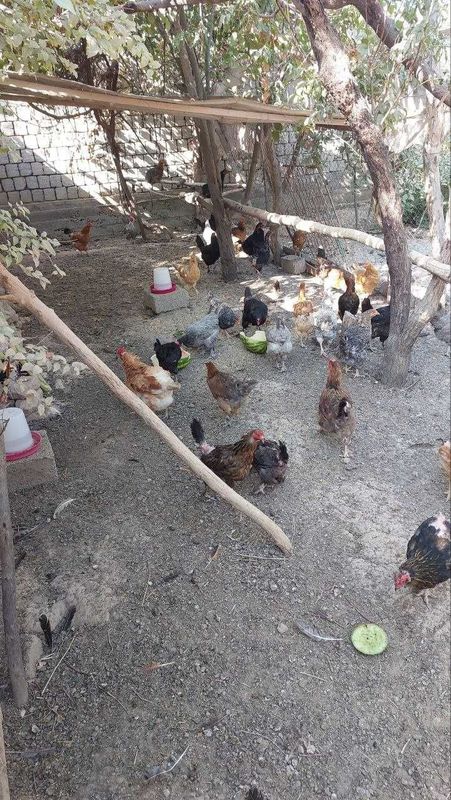 Uy sharoitida boqilgan tovuqlar Uy sharoitida boqilgan tovuqlar