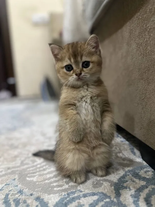 Котята. Британская шиншилла 4 шт Котята. Британская шиншилла 4 шт