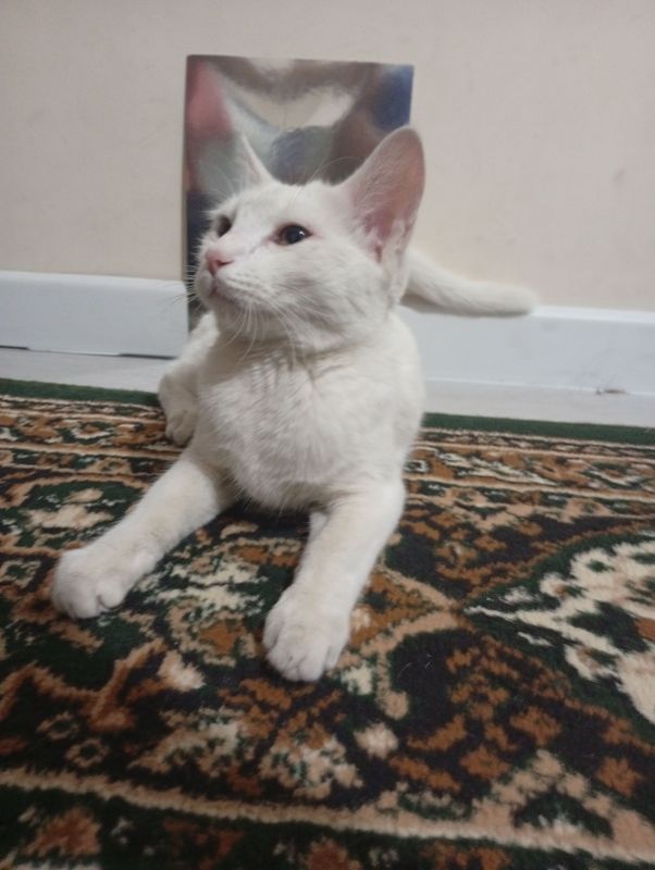 Turetiski Angora Ism Bassel Turetiski Angora Ism Bassel