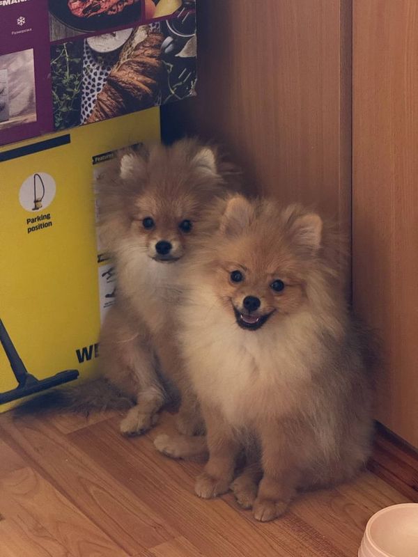 Немецкий шпиц 4 мес Немецкий шпиц 4 мес