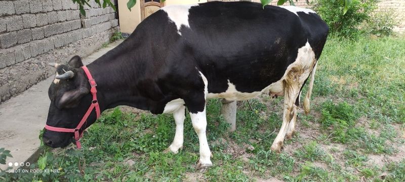 Sog'in sigir 10 litr suti bor Sog'in sigir 10 litr suti bor