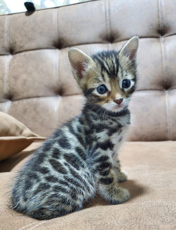 Bengal Mushuk. 1 oylik Bengal Mushuk. 1 oylik