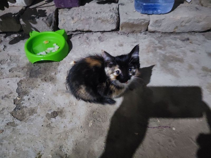 Котенка даром дам Котенка даром дам