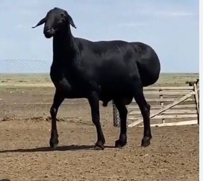 Qõylar sotiladi. Qurbonlikka Qõylar sotiladi. Qurbonlikka