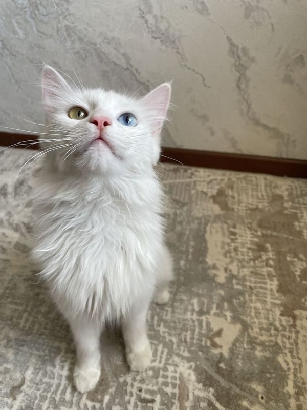 Noyob mushuk sotiladi Noyob mushuk sotiladi