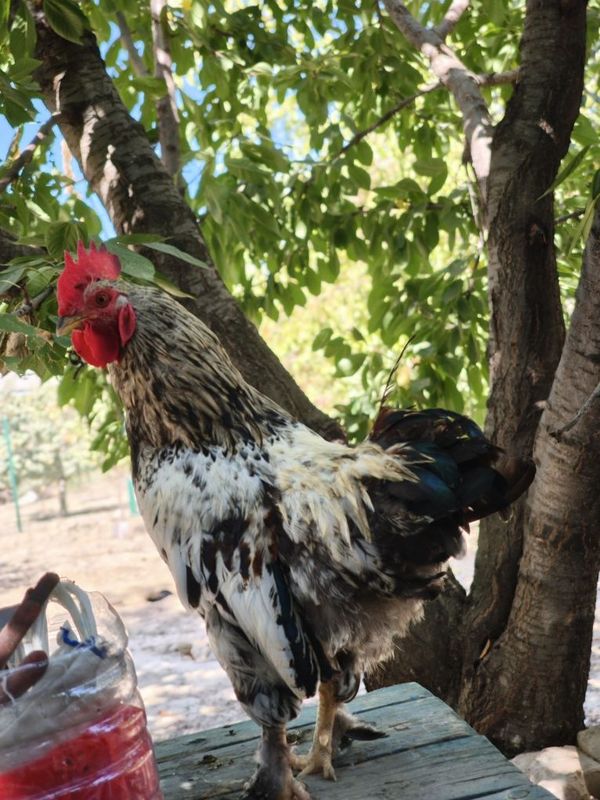 Jaydari Xo'roz sotiladi!!