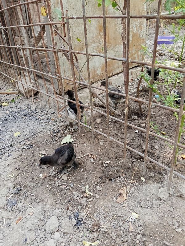 Ona tovuq joʻjalari bilan 8ta joʻjasi bor 6ta qora 2ta kulrang Oyoql Ona tovuq joʻjalari bilan 8ta joʻjasi bor 6ta qora 2ta kulrang Oyoql