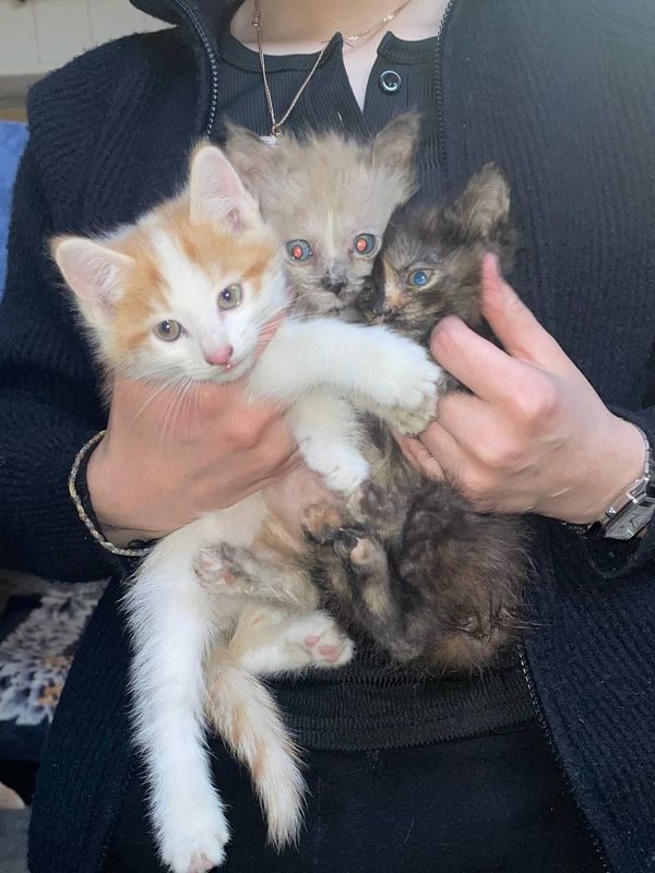 Отдам котёнка бесплатно Отдам котёнка бесплатно