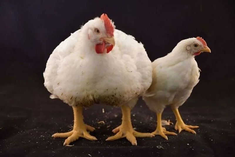 BROILER TOVUQ Boqishi Bladigan Tajribasi Bor Ishchi Kere BROILER TOVUQ Boqishi Bladigan Tajribasi Bor Ishchi Kere