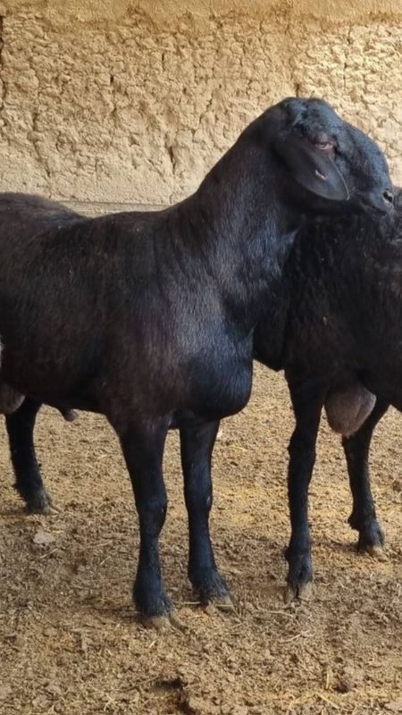 Qurbonlikga qoyla