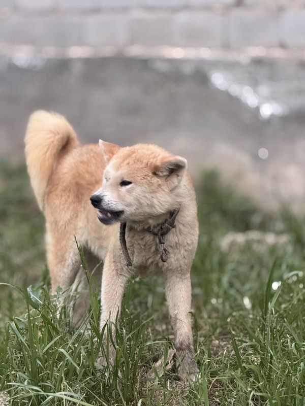 Akita Yaponskiy sotiladi 1 yosh juda aqlli. Akita Yaponskiy sotiladi 1 yosh juda aqlli.