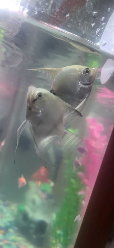 Akvarium baliqlari bir juft Akvarium baliqlari bir juft