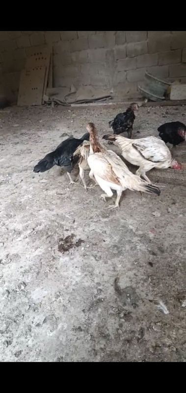 Паранда сотилади